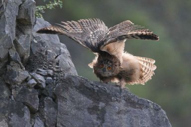 Jung-Uhu vor dem Ausflug